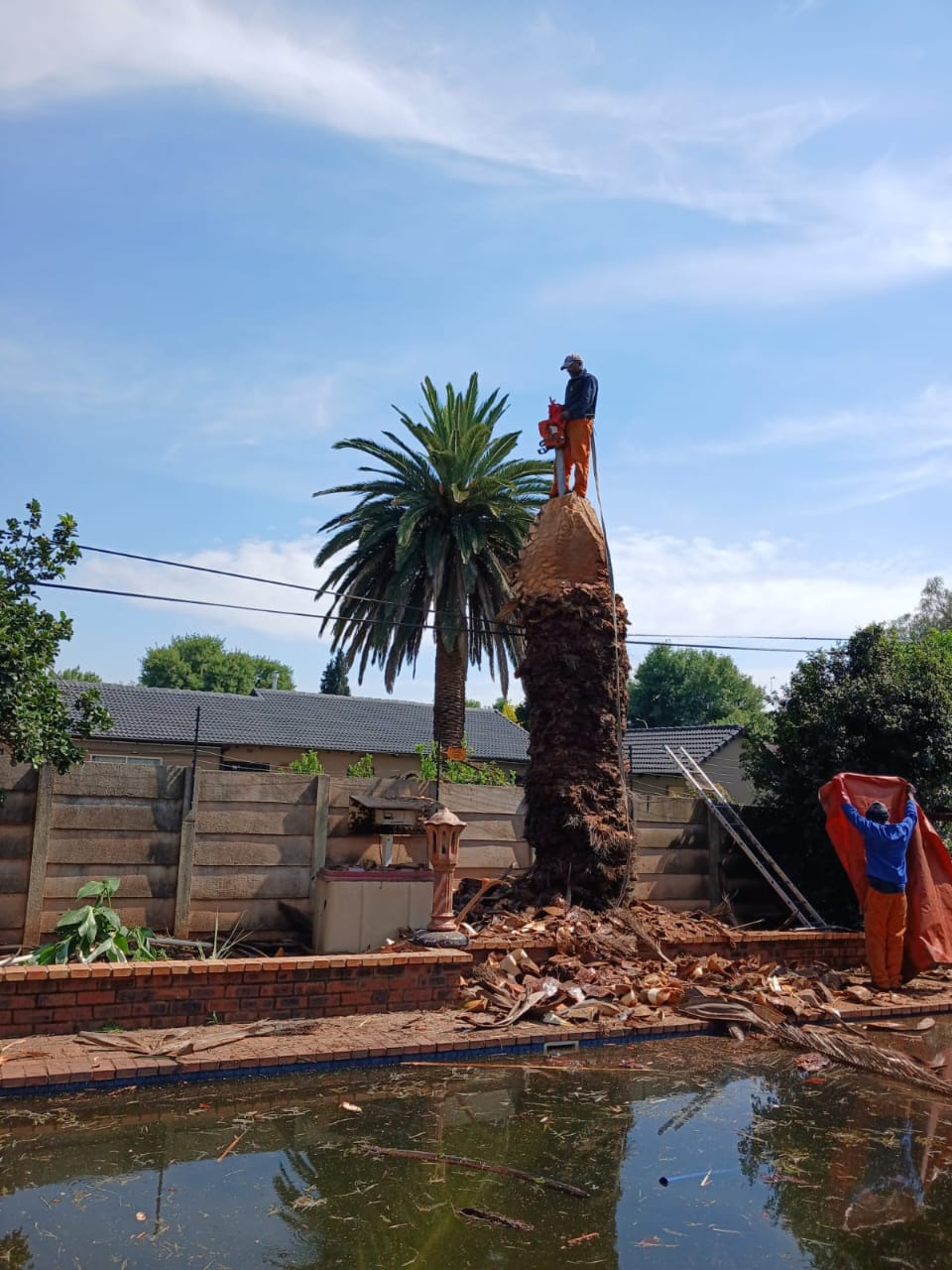 Palm tree removal in progress