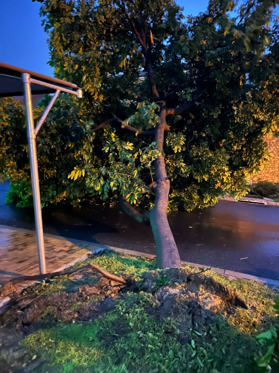 Uprooted tree after a Cape storm — emergency removal