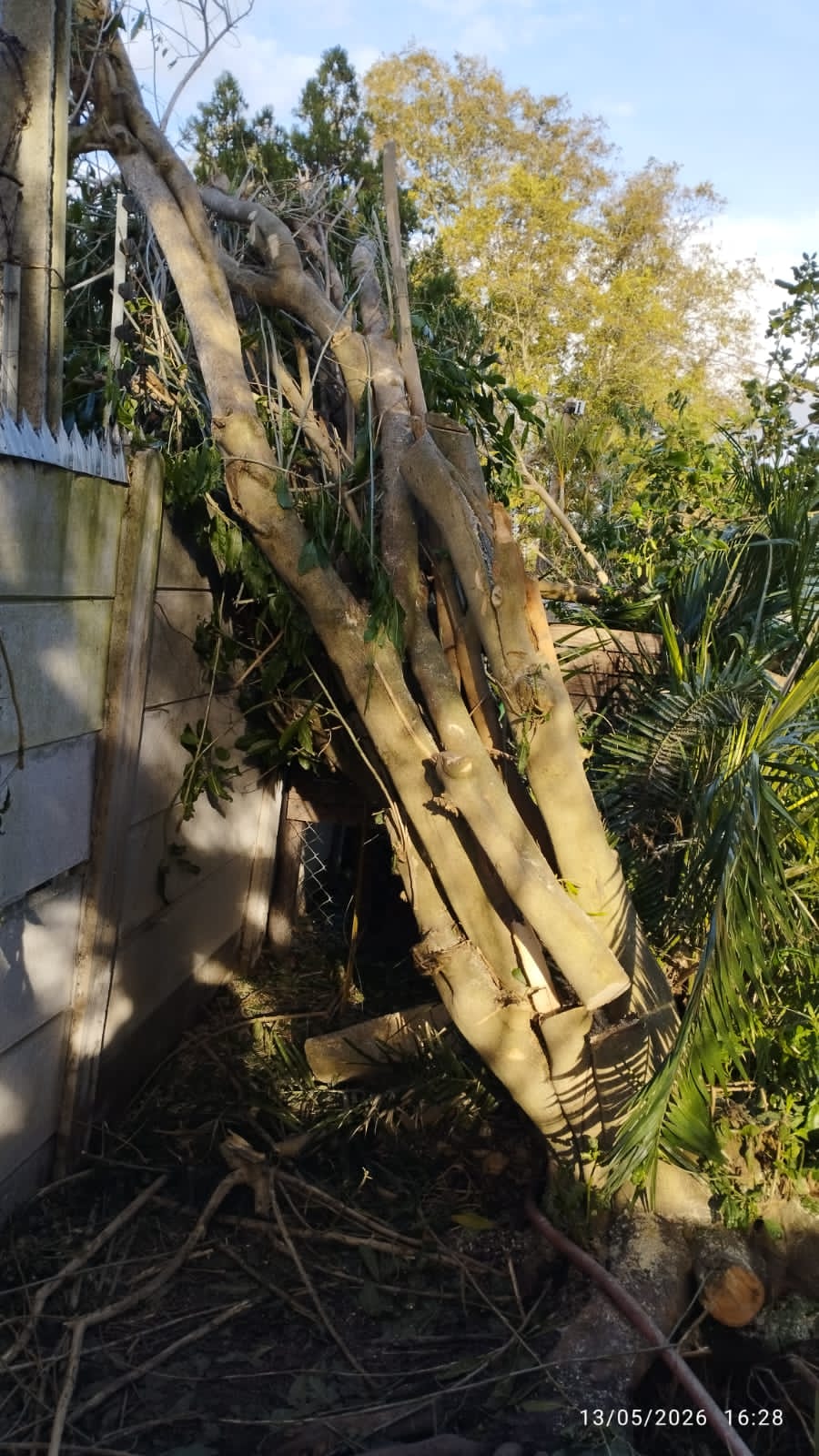 Sectional dismantling of a large tree near a boundary wall