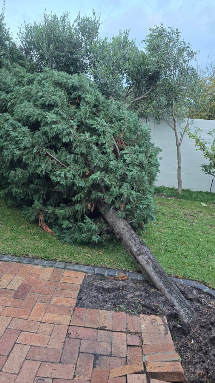 Fallen tree across garden paving — storm damage clearing