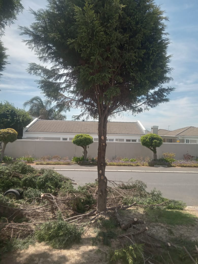 Cypress tree trimming on a residential street
