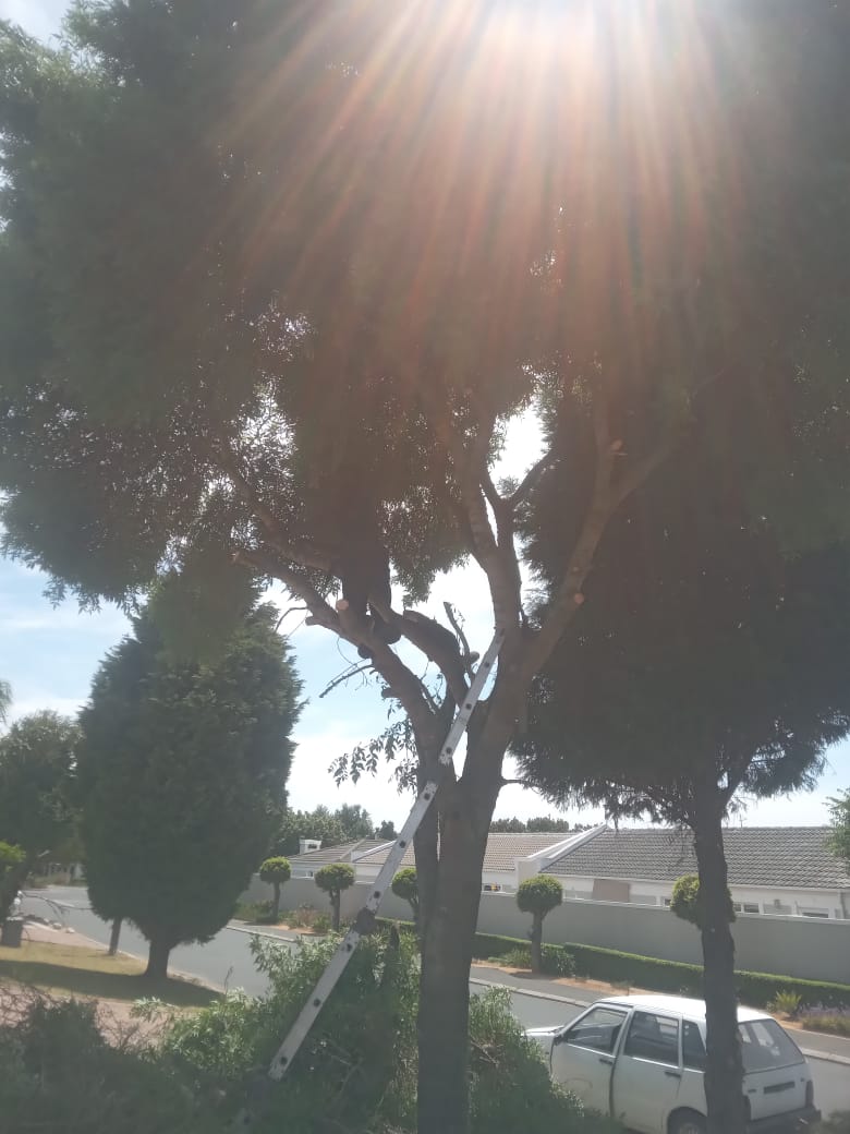 Pruning a large tree with ladder access