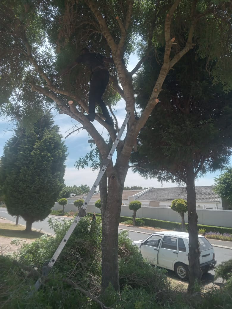 Arborist climbing to trim high branches