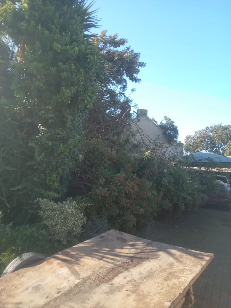 Overgrown garden clearing before pruning