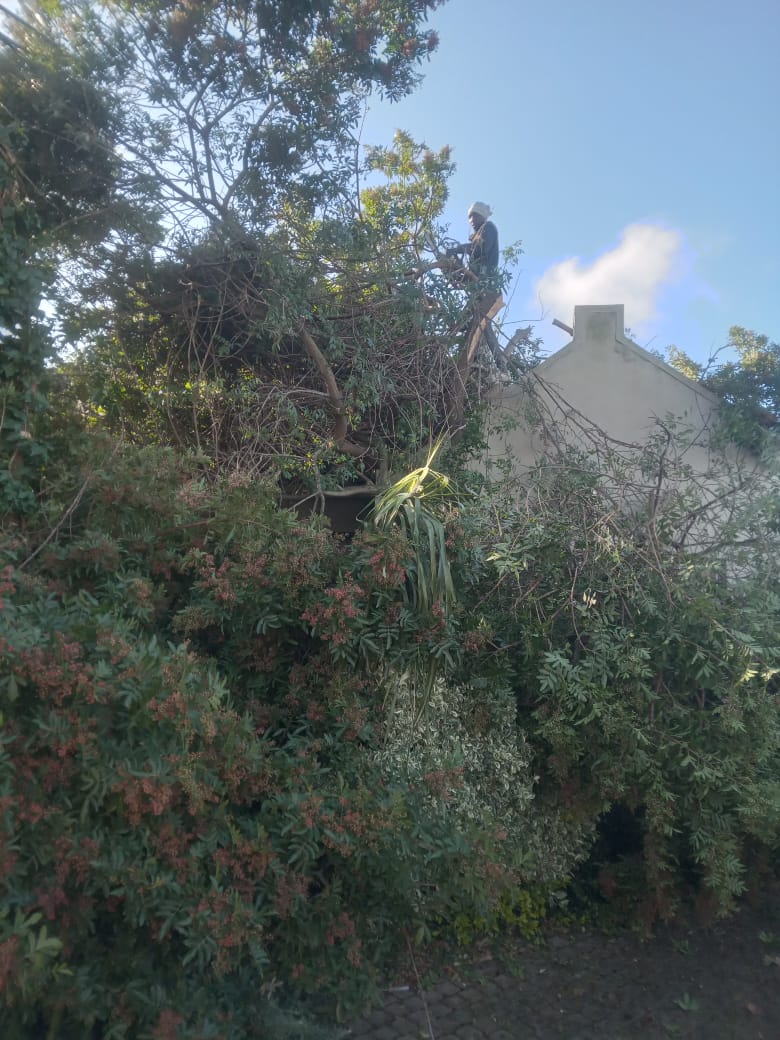 Crown reduction on a dense tree