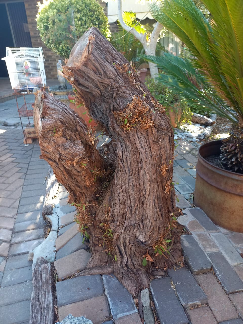 Old tree stump prepared for grinding and removal