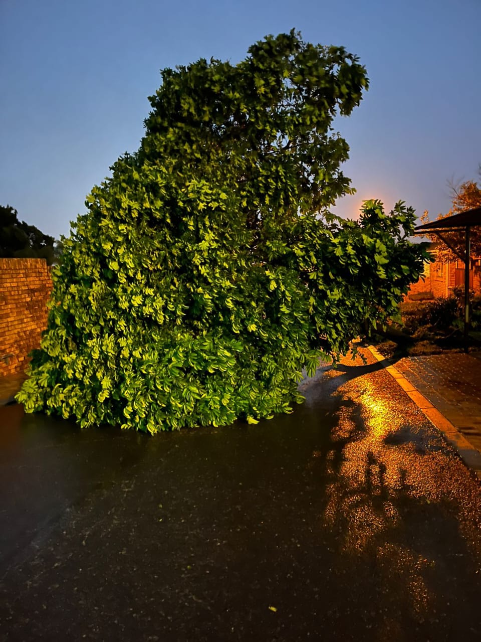 Large overgrown tree leaning over a driveway at dusk